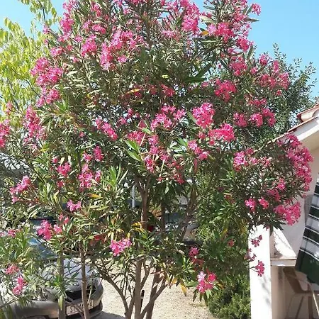 Saric Rogoznica Lägenhet *