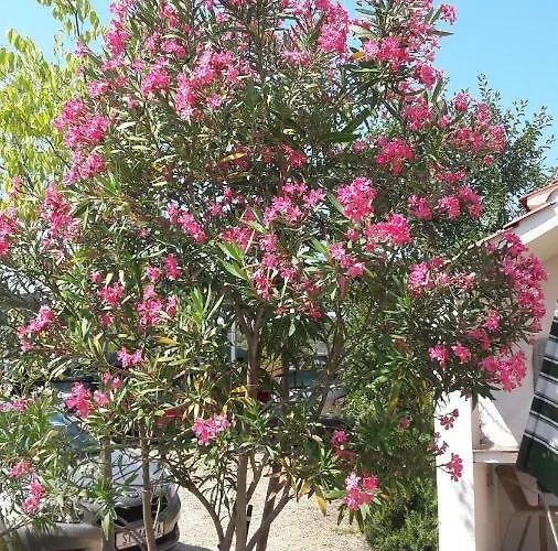 Saric Rogoznica 아파트 *